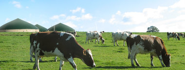 Cows in field